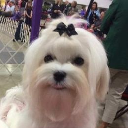 Ariel - Maltese
