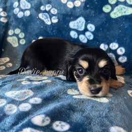 Benny - Dachshund puppy in Perris, California from Doxie_pupps