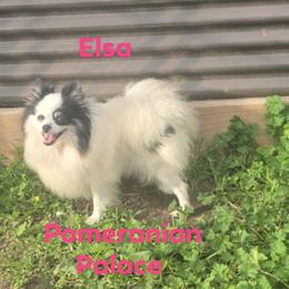 Elsa - Black and tan parti female Pomeranian puppy in Angleton, Texas from Pomeranian Palace, LLC