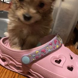 Morkie Puppies from Derisha's Morkies