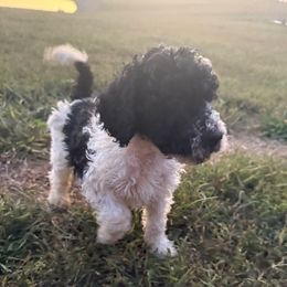 Bones - Black male Poodle puppy in Waterloo, Illinois from Dreamy Doodles