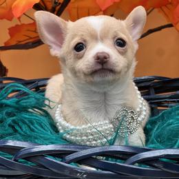 Chihuahua and Dachshund Puppies from Dachshund Family Love Breeders