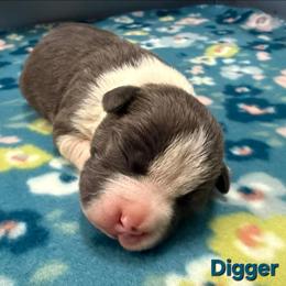 Digger - Blue male American Staffordshire Terrier puppy in Clintwood, Virginia from SkyBlue Kennel