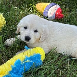 Destiny - Light golden female Golden Retriever puppy in Grant County, Indiana from On The Sunny Side Pavey Farms