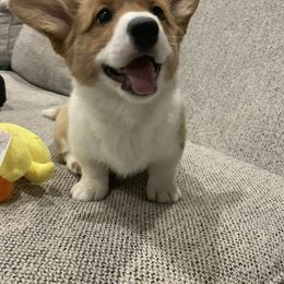 Cardigan Welsh Corgi and Pembroke Welsh Corgi Puppies from Corgis R Us