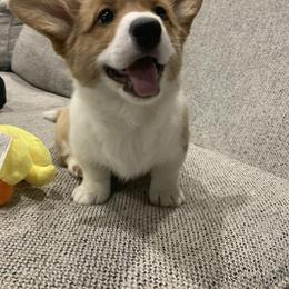 Cardigan Welsh Corgi and Pembroke Welsh Corgi Puppies from Corgis R Us