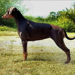 Ivana - Doberman Pinscher