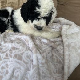 Sheepadoodle Puppies from Lilly’s Bobtails