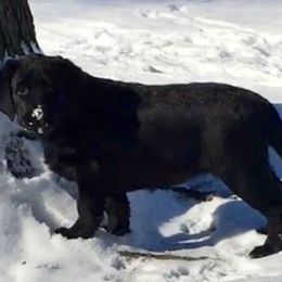 Labrador Retriever Puppies from Rushmere Labradors