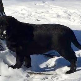 Labrador Retriever Puppies from Rushmere Labradors