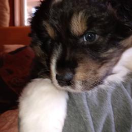 Australian Shepherd Puppies from Desert Moon Aussies