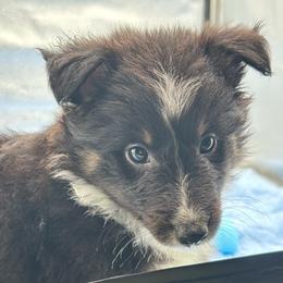 Girl 4 - Black white and tan female Shetland Sheepdog puppy in Pensacola, Florida from Nancy Barger's Siberian Huskies