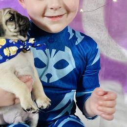 Pug Puppies from Lindsay’s Cenla Pugs!