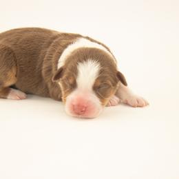 Bonnet - Red tri-color female Australian Shepherd puppy in Placerville, California from BFF Aussies