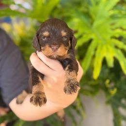 Aspen - Chocolate female Cavapoo puppy in Millersburg, Ohio from T Sanctum