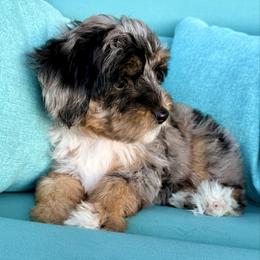 Trillium - Merle female Sheepadoodle puppy in Roseburg, Oregon from Sharon’s Sheepadoodle’s