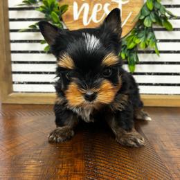 Boy 1 - Black and tan male Yorkshire Terrier puppy in Cornelia, Georgia from Kruz Kennels
