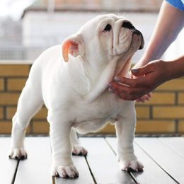 Bulldog and Shetland Sheepdog Puppies from Smooch-A-Bulls English Bulldogs & M&M Shelties