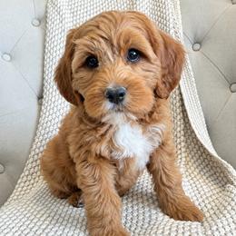 Nancy - Apricot female Goldendoodle puppy in Twin Falls, Idaho from Magic Valley Family Doodles