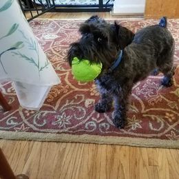Miniature Schnauzer Puppies from Tymeless Farm