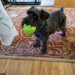 Miniature Schnauzer Puppies from Tymeless Farm