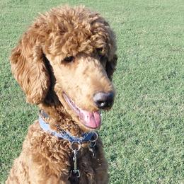 Poodles from Auburn Red Standard Poodles
