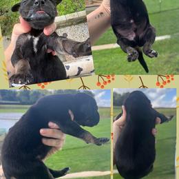 Casper - Black male Great Dane puppy in Wellsville, New York from Prophecy Danes