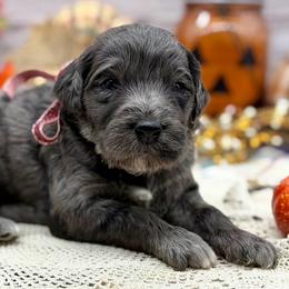 Topaz - Merle female Goldendoodle puppy in Lisbon, Ohio from Willow Lane Doodles