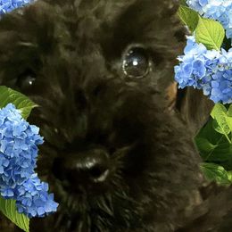 Miniature Schnauzer Puppies from Texas Schnauzers