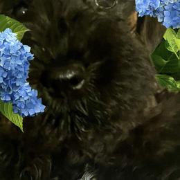Miniature Schnauzer Puppies from Texas Schnauzers