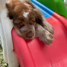 English Springer Spaniel Puppies from Clucking Homestead Springers