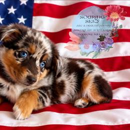 Laika - Red merle female Australian Shepherd puppy in Honeoye Falls, New York from Soaring SKKY Australian shepherds