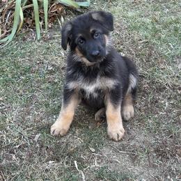 German Shepherd Puppies from Karma Kennels