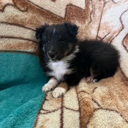Snip - Black white and tan male Shetland Sheepdog puppy in Kerville, Texas from Cedar Hill Kennels