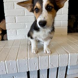 Pete - Black and tan male Pembroke Welsh Corgi puppy in Payson, Utah from Spring Creek Aussies + Corgis