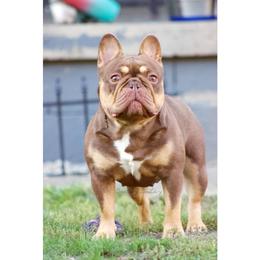 Luxz - French Bulldog