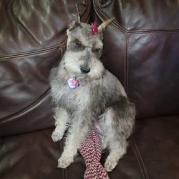 Miniature Schnauzers from Ana's Schnauzers