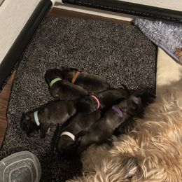 Light Blue Boy - Blue brindle male Glen of Imaal Terrier puppy in Homestead, Pennsylvania from Galore Glens