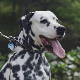 Dale - Dalmatian