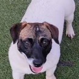 Hailey - Russell Terrier