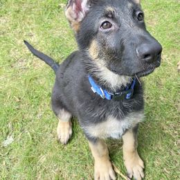 Blue collar - Black and tan male German Shepherd puppy in Vernon, Connecticut from Bartlett's German Shepherds