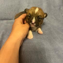 Bruce - Red male Pembroke Welsh Corgi puppy in Maupin, Oregon from Bailey Nannini