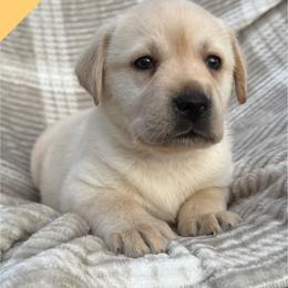 Tan - Yellow female Labrador Retriever puppy in Wilson’s, Virginia from Cedar Hill Farm Labradors