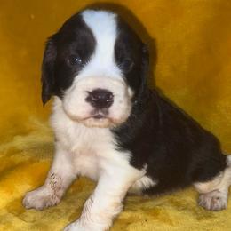 Bolden - Liver and white male English Springer Spaniel puppy in Liverpool, Pennsylvania from Breezy Acres Stock & Sporting Dogs