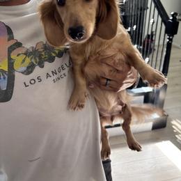Sadie - Dachshund