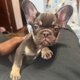 Mocha - Tricolors female French Bulldog puppy in Fulton, Missouri from FamLee Frenchies