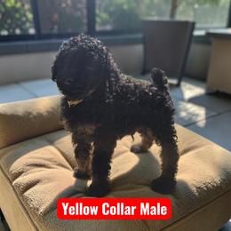Yellow collar PHANTOM boy - Black male Poodle puppy in Henagar, Alabama from Windy Oak Kennels