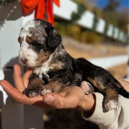 Honey - Blue merle female Bernedoodle puppy in Thatcher, New Mexico from Brush Fire Doodles