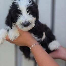 Tamale - Black and white male Aussiedoodle puppy in Lithia, Florida from Waterford Doodle Farm