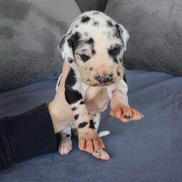 Gambino - Harlequin Great Dane puppy in Marshall, Michigan from Dream K9